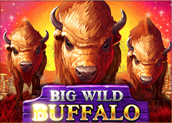 Buffalo Big Wild